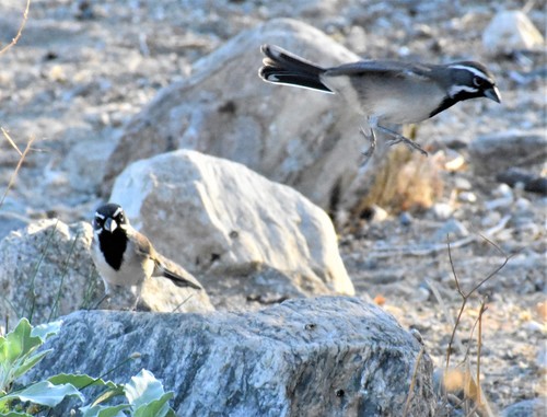 iNaturalist observation photo of Black-throated Sparrow