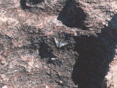 Protographium leosthenes geimbia