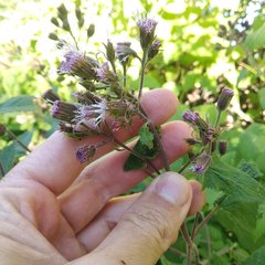 Ageratina deltoidea