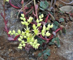 Sedum patens