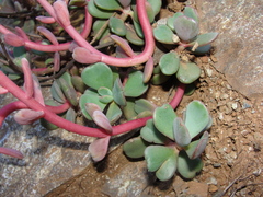 Sedum patens