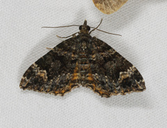 Chrysolarentia adornata