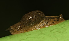 Megaustenia imperator