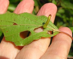 Craneiobia tuba