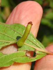 Craneiobia tuba