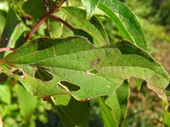 Craneiobia tuba