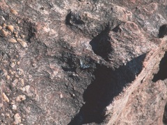 Protographium leosthenes geimbia