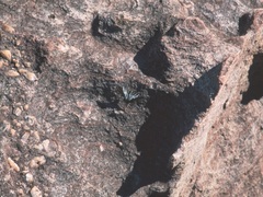 Protographium leosthenes geimbia