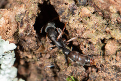 Platythyrea parallela