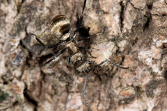 Polyrhachis cupreata