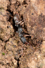 Platythyrea parallela