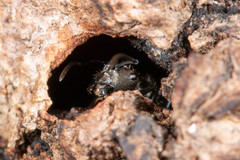 Polyrhachis cupreata