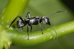 Polyrhachis cupreata