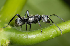 Polyrhachis cupreata