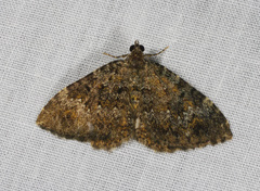 Chrysolarentia aglaodes