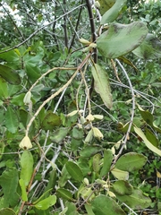 Laguncularia racemosa