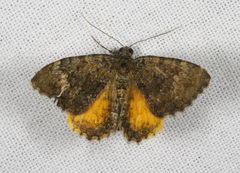 Chrysolarentia aglaodes