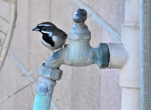 iNaturalist observation photo of Black-throated Sparrow