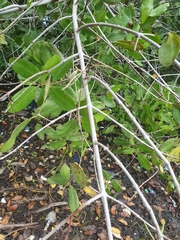 Laguncularia racemosa