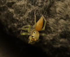 Epocilla