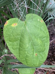 Matelea carolinensis