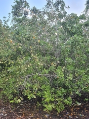 Laguncularia racemosa