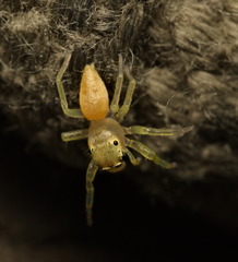 Epocilla