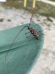 Monochamus titillator