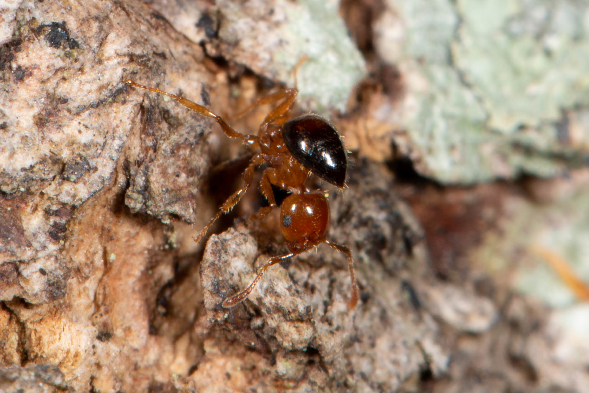 Crematogaster clarior