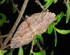 Chrysolarentia bichromata