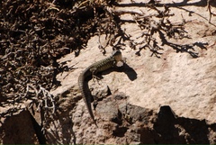 Liolaemus nigroviridis