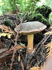 Xerocomellus zelleri