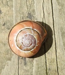 Cepaea nemoralis