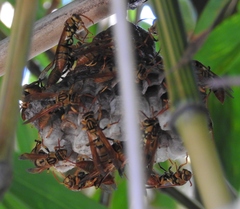 Polistes