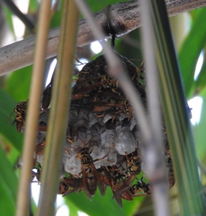 Polistes