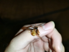 Phytholaema herrmanni