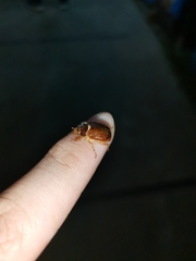 Phytholaema herrmanni