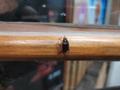 Phytholaema herrmanni