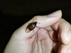 Phytholaema herrmanni