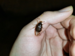 Phytholaema herrmanni