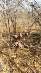 Hymenodictyon parvifolium
