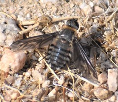 Poecilanthrax californicus