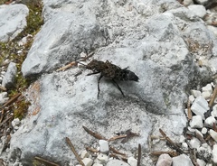 Ontholestes tessellatus