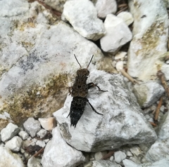 Ontholestes tessellatus