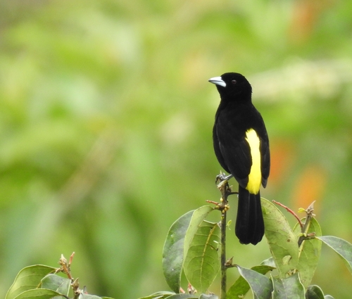 Flame-rumped Tanager (Ramphocelus flammigerus), photo 3
