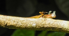 Anolis limifrons