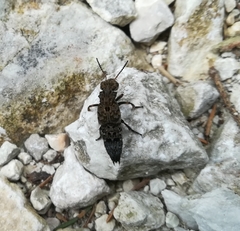 Ontholestes tessellatus
