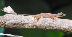 Anolis limifrons