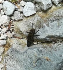 Ontholestes tessellatus