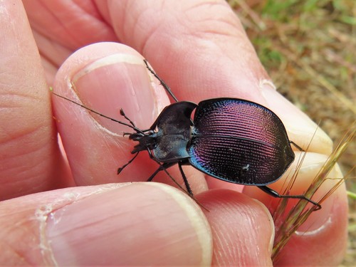 Large-thoraxed Snail-eating Beetle photo 4